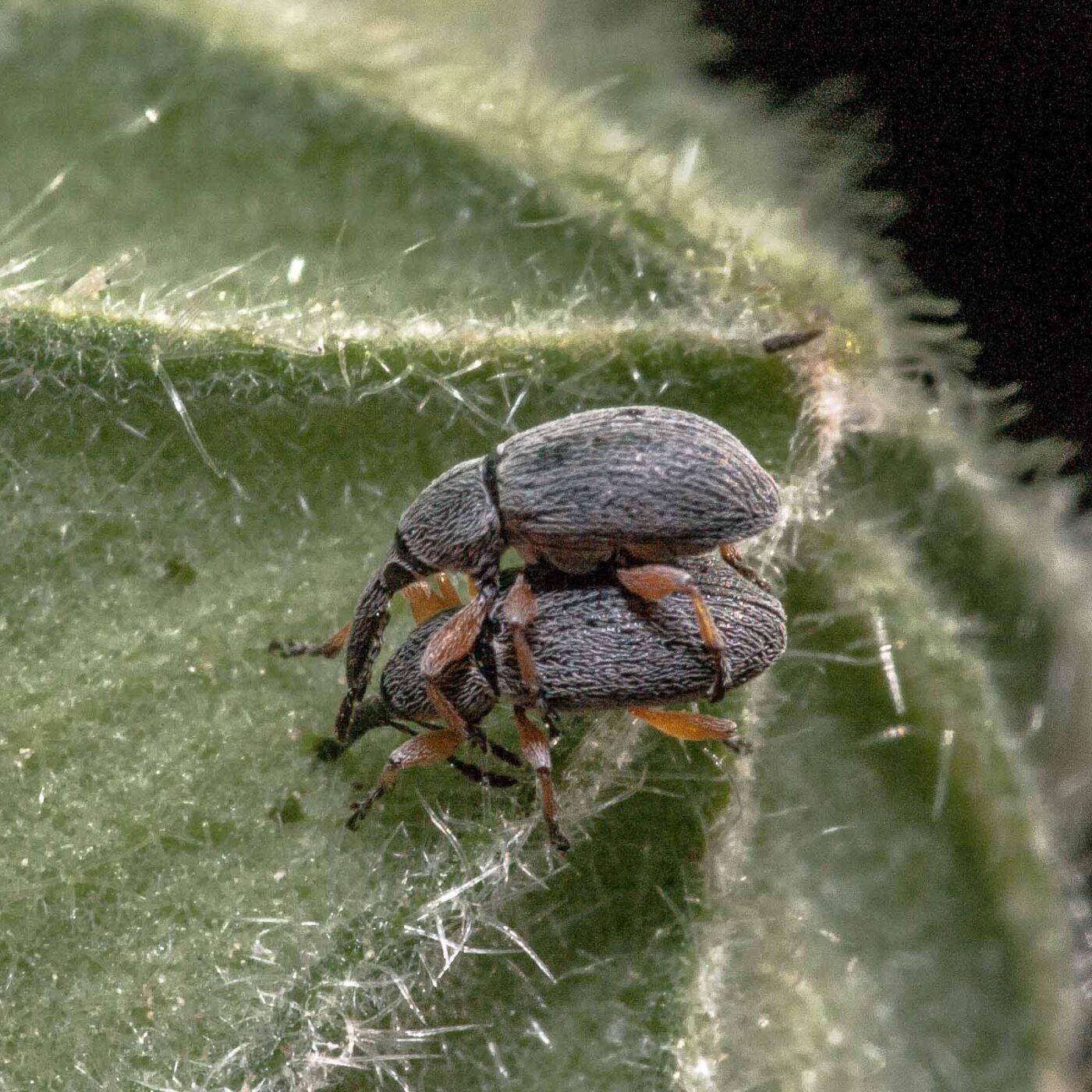 2020-06-03 - RE-Sidenzia im Hof vor dem BallKong
