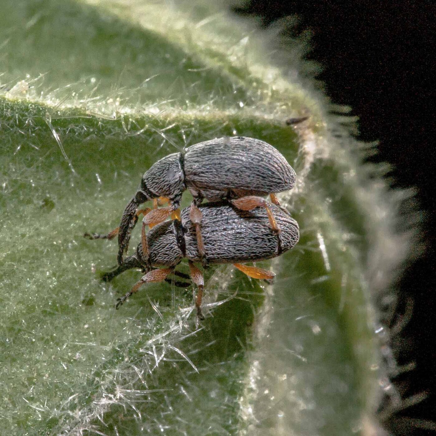 2020-06-03 - RE-Sidenzia im Hof vor dem BallKong