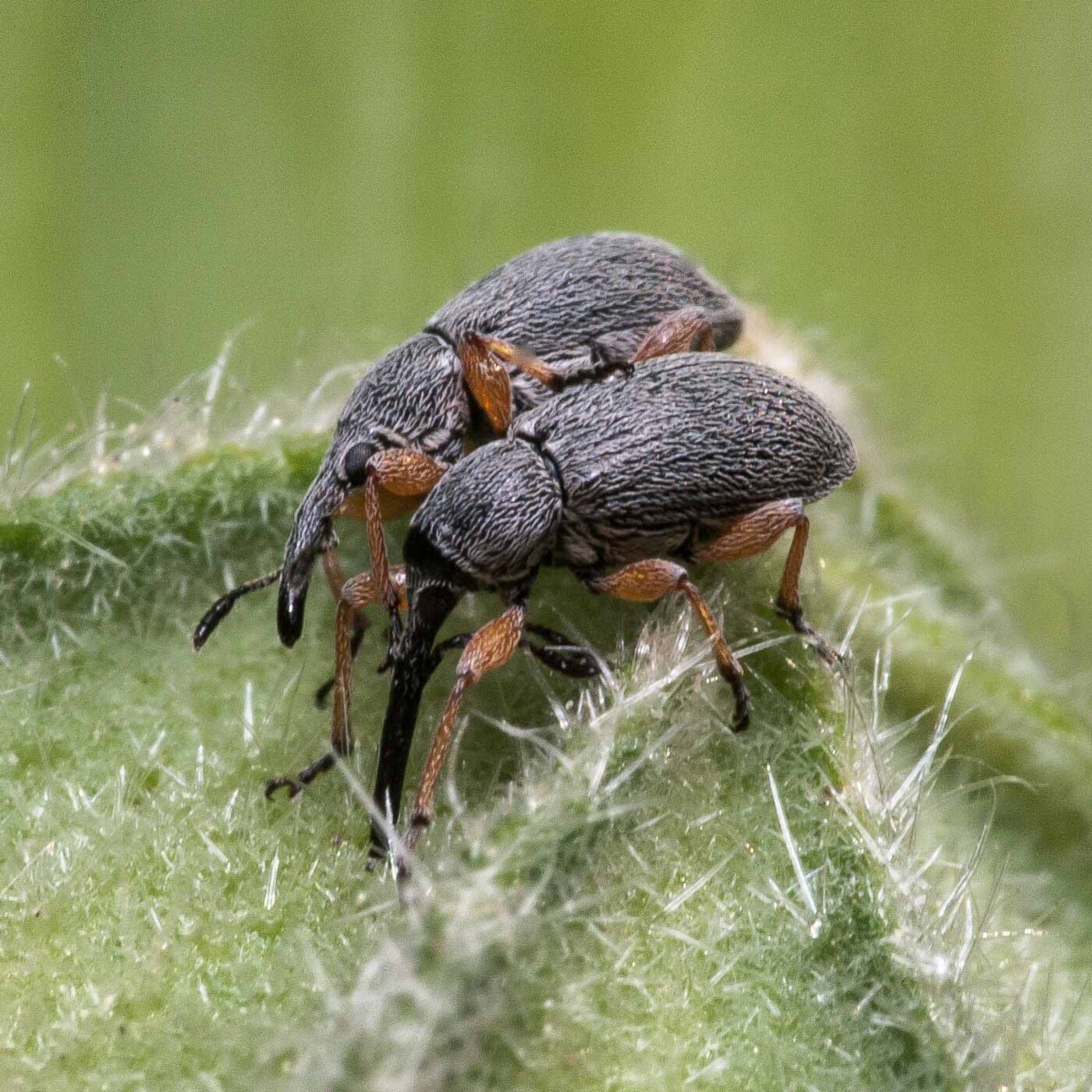 2020-06-03 - RE-Sidenzia im Hof vor dem BallKong
