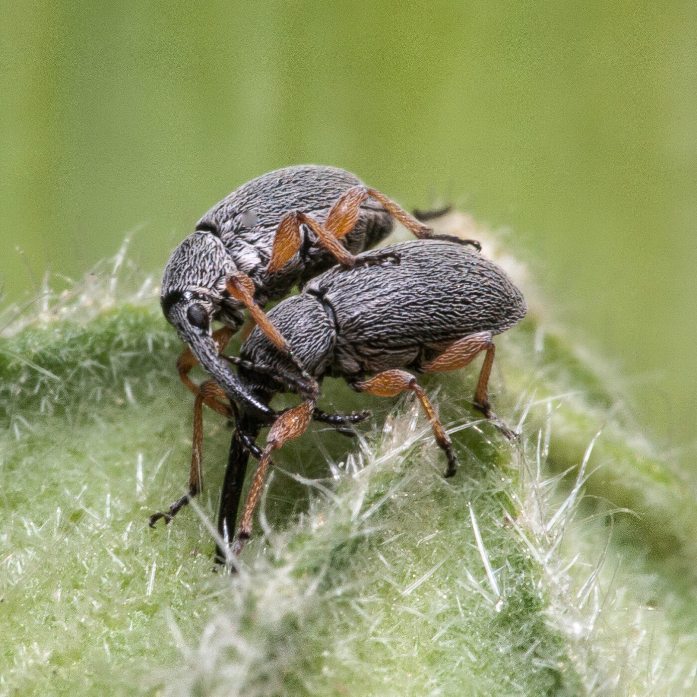 2020-06-03 - RE-Sidenzia im Hof vor dem BallKong