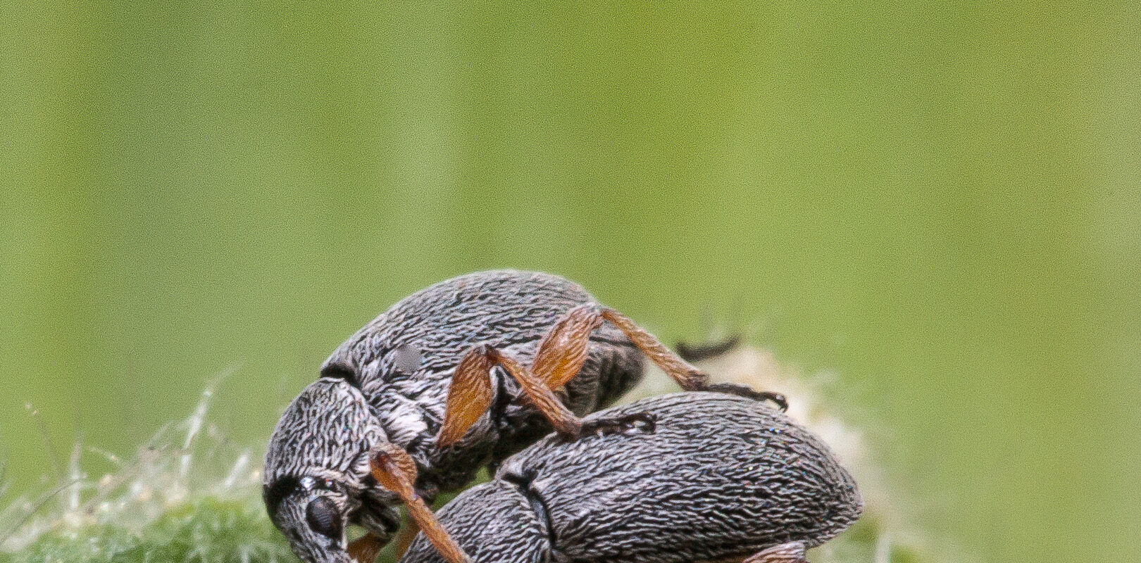 2020-06-03 – Residenzia – Leben im Hof