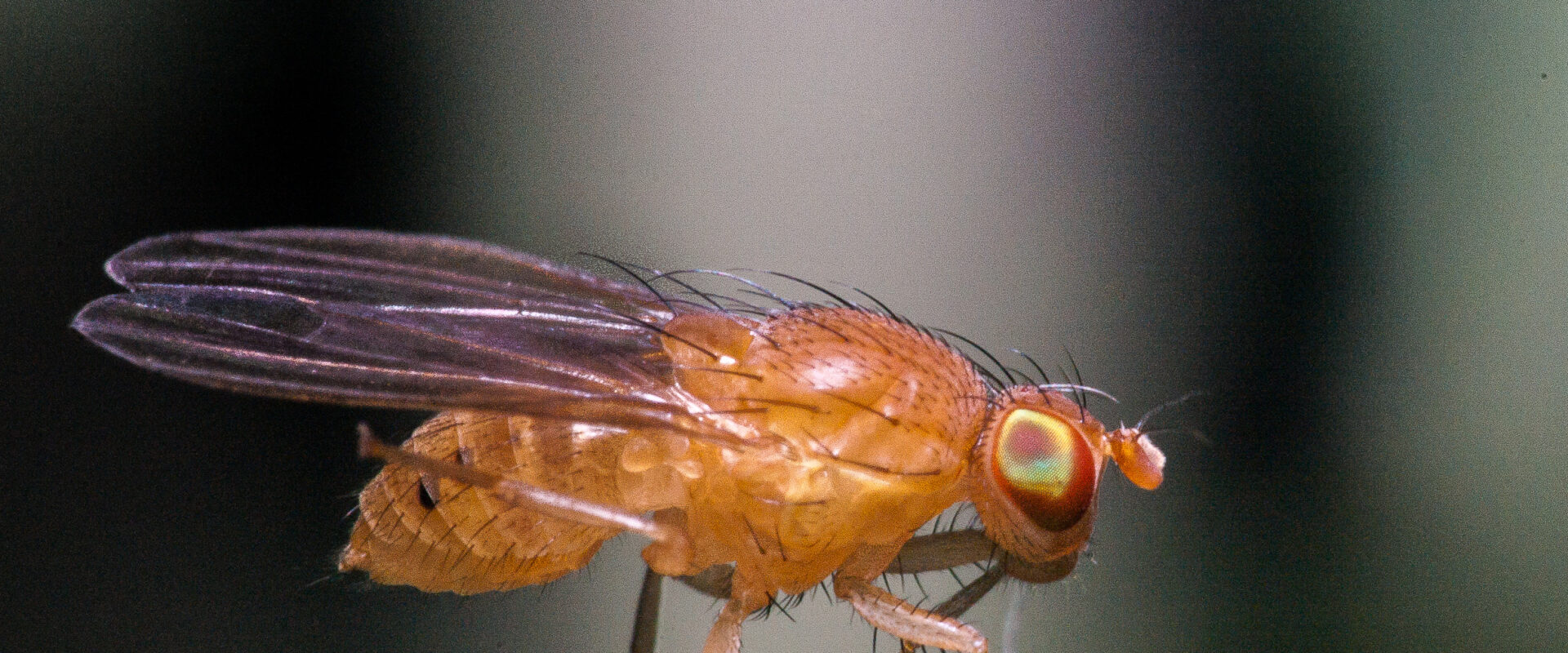 2020-06-04 – Residenzia – Balkon – Leben im Salbei