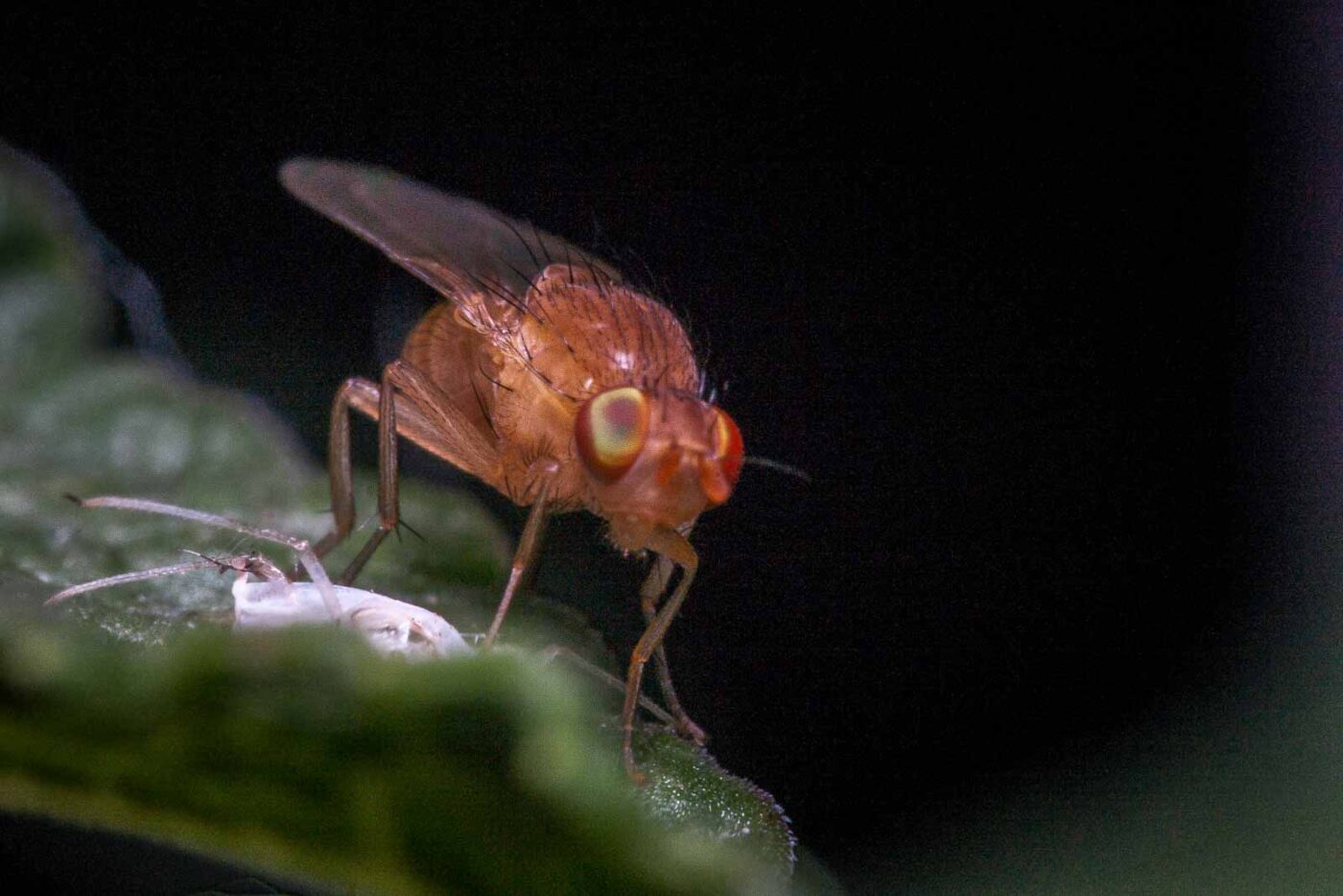 2020-06-03 - RE-Sidenzia auf'm BallKong