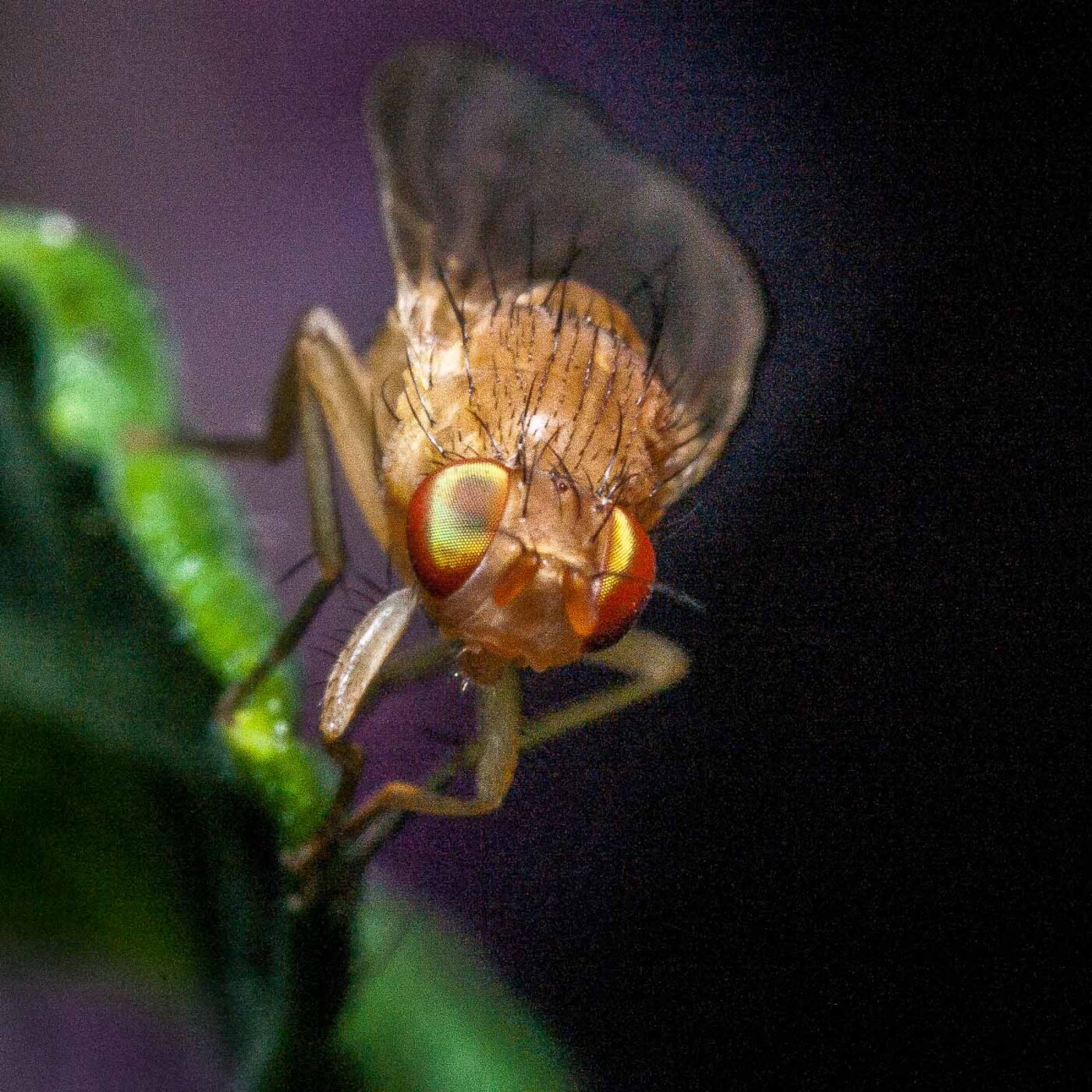 2020-06-03 - RE-Sidenzia auf'm BallKong