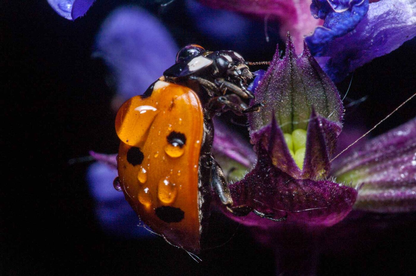 2020-06-03 - RE-Sidenzia auf'm BallKong