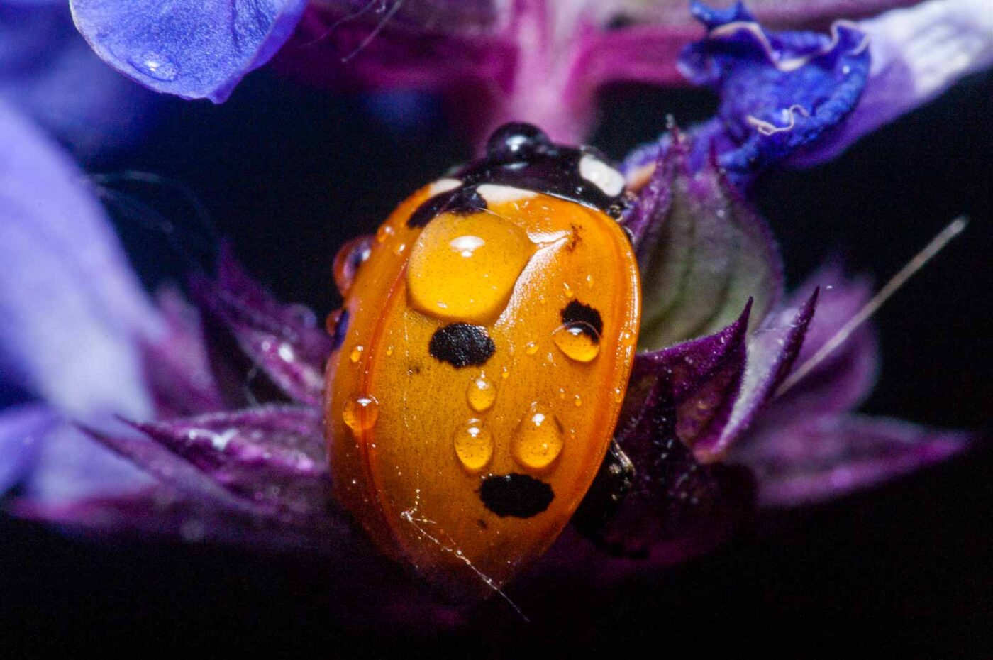 2020-06-03 - RE-Sidenzia auf'm BallKong