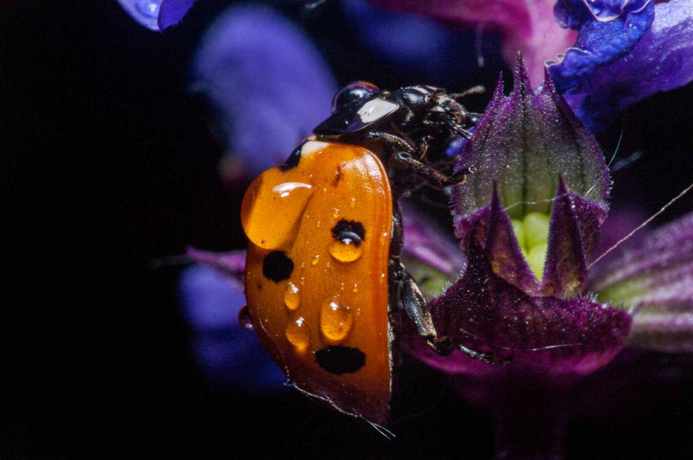 2020-06-03 - RE-Sidenzia auf'm BallKong