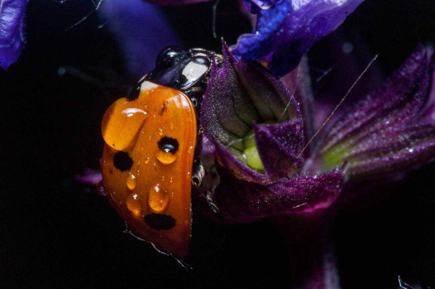 2020-06-03 - RE-Sidenzia auf'm BallKong