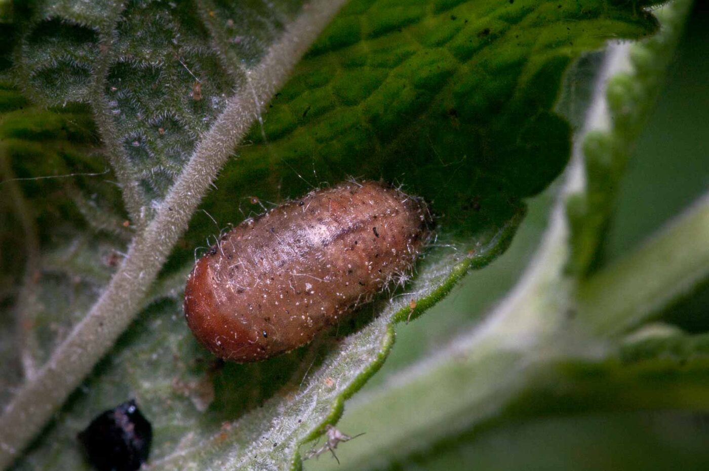 2020-06-03 - RE-Sidenzia auf'm BallKong