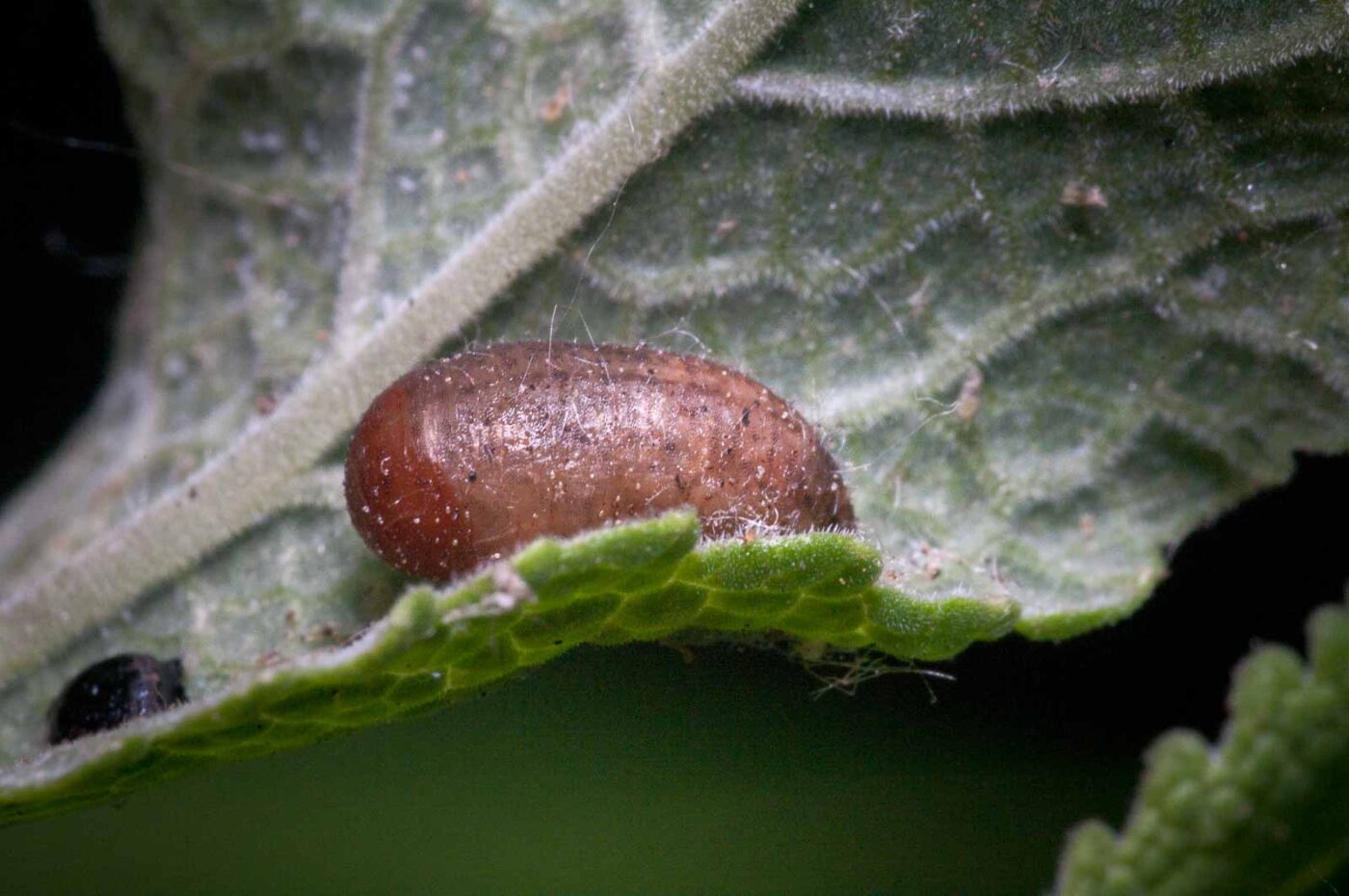 2020-06-03 - RE-Sidenzia auf'm BallKong