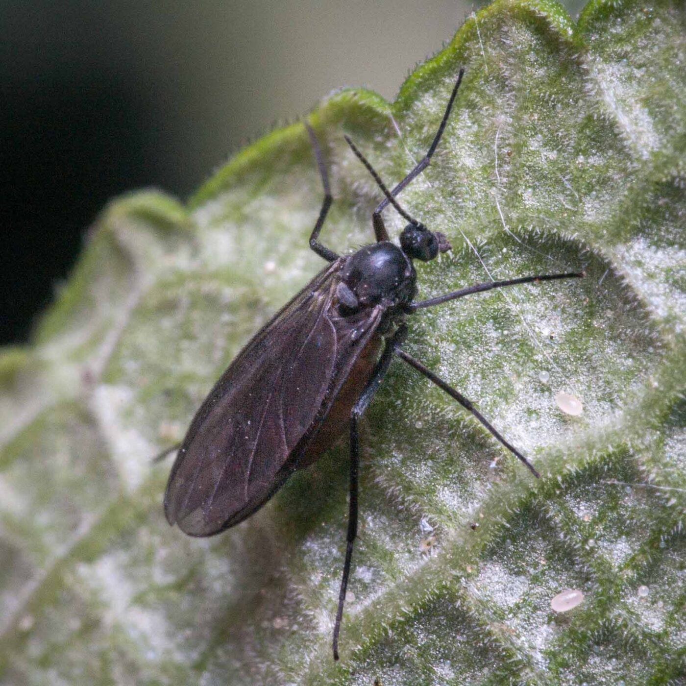 2020-06-03 - RE-Sidenzia auf'm BallKong