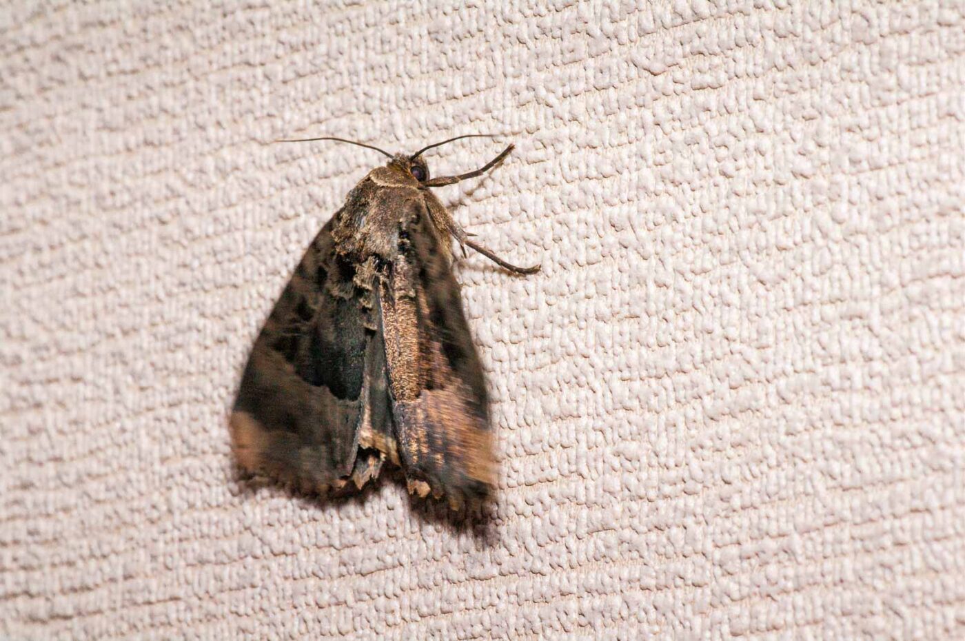 2020-06-04 - Residenzia - HolyHalla - Nachtfalter