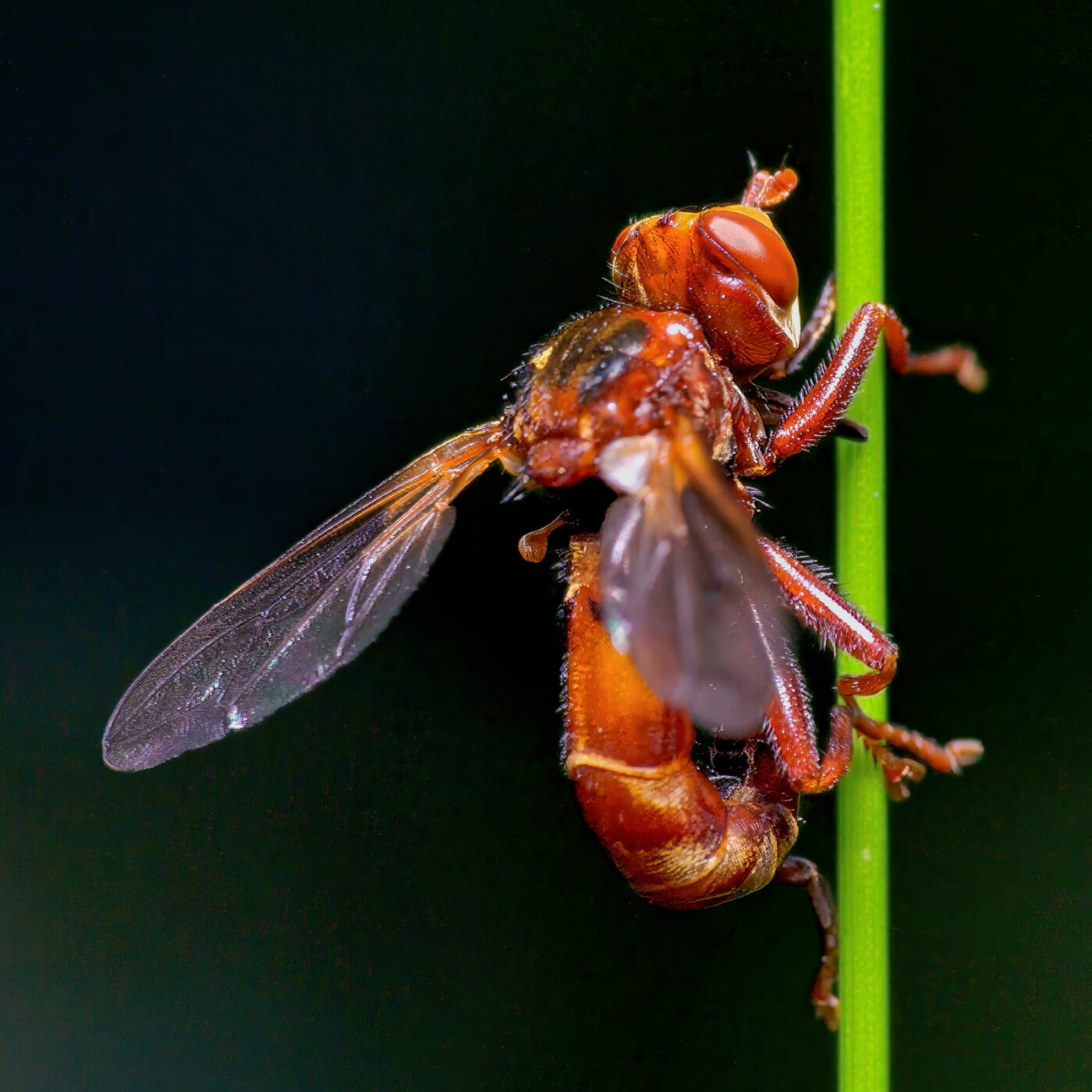 2020-06-07 - EmscherValleyWay Recklinghausen