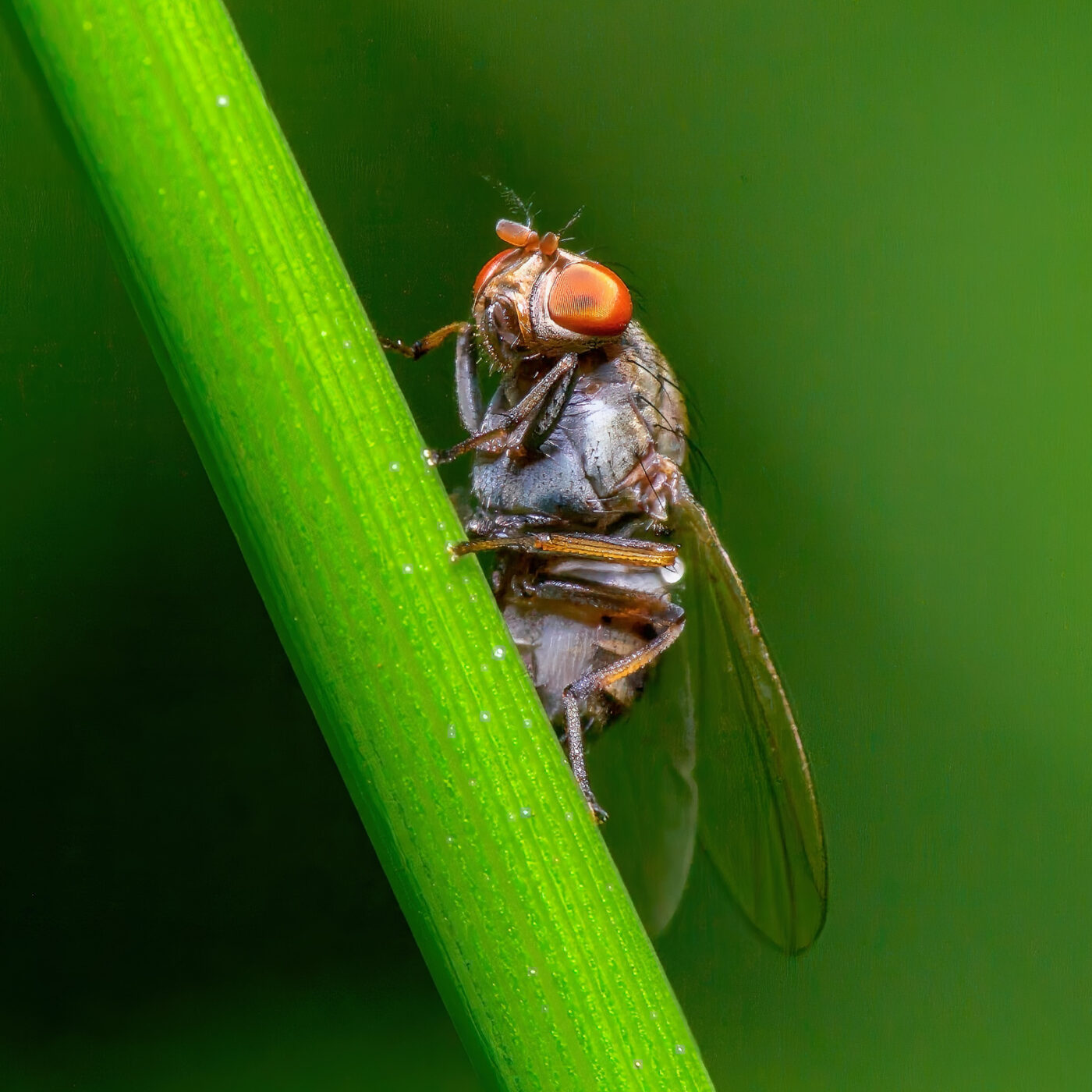 2020-06-07 - EmscherValleyWay Recklinghausen