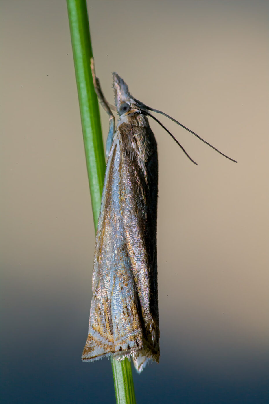 2020-06-07 - EmscherValleyWay Recklinghausen