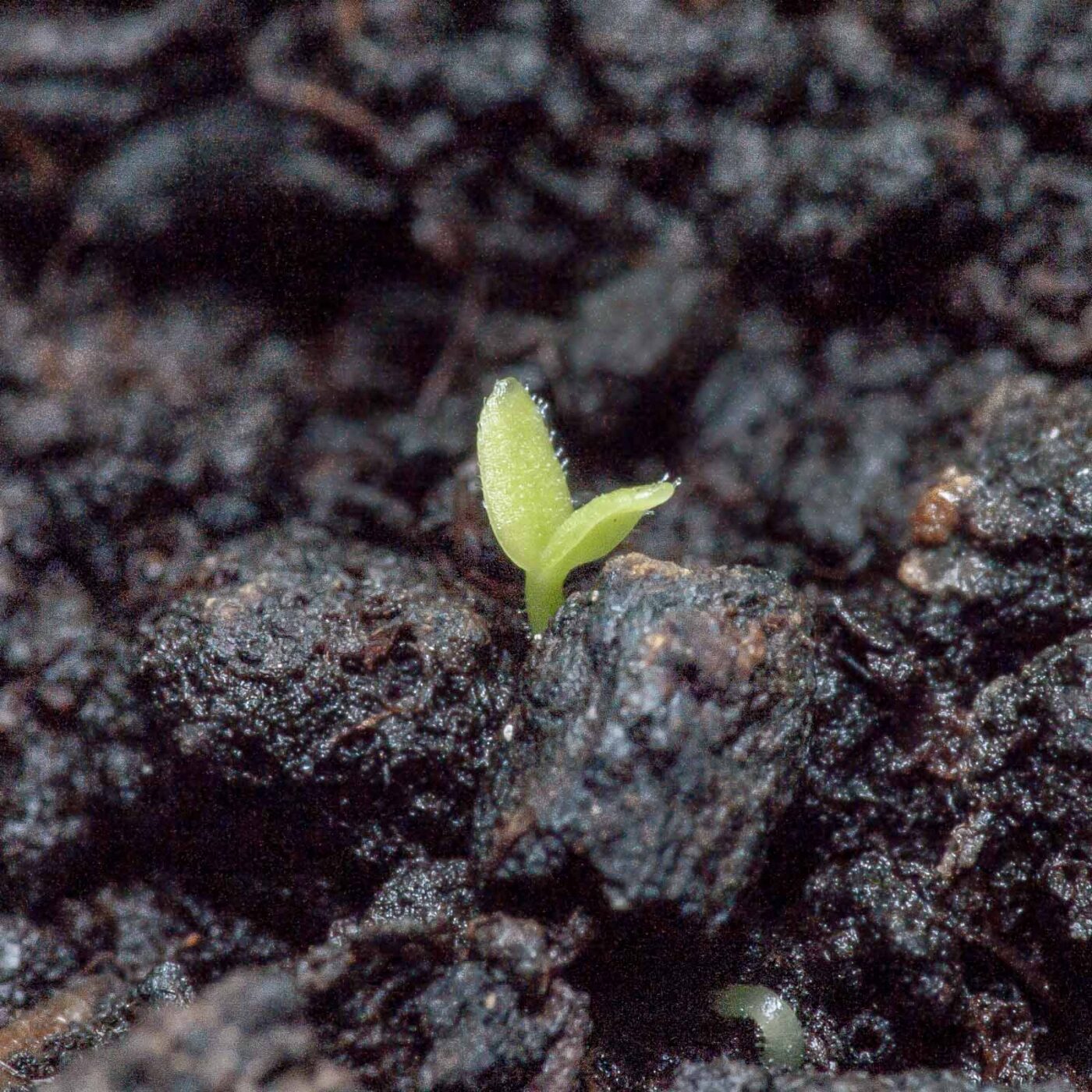 2020-06-13 - RE-Sidenzia auf'm BallKong