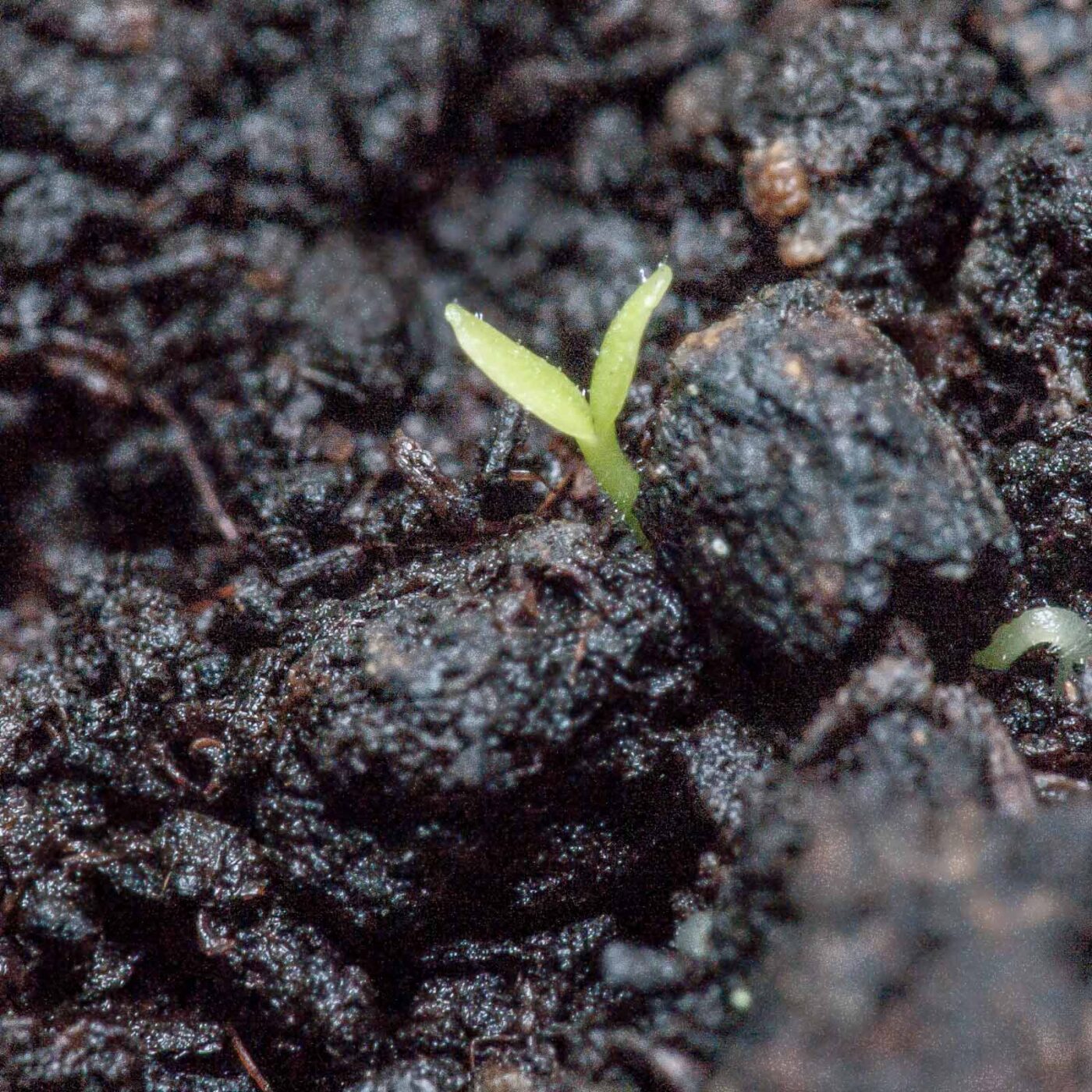 2020-06-13 - RE-Sidenzia auf'm BallKong