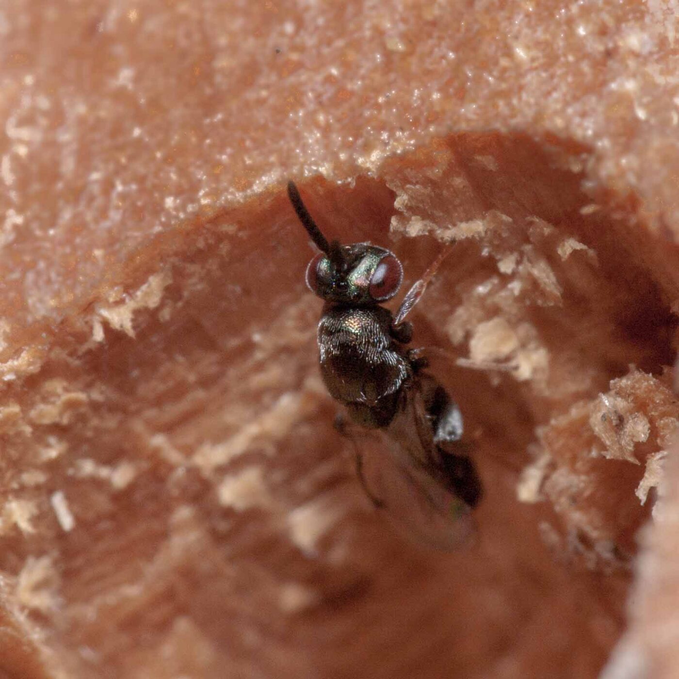 2020-06-13 - RE-Sidenzia auf'm BallKong