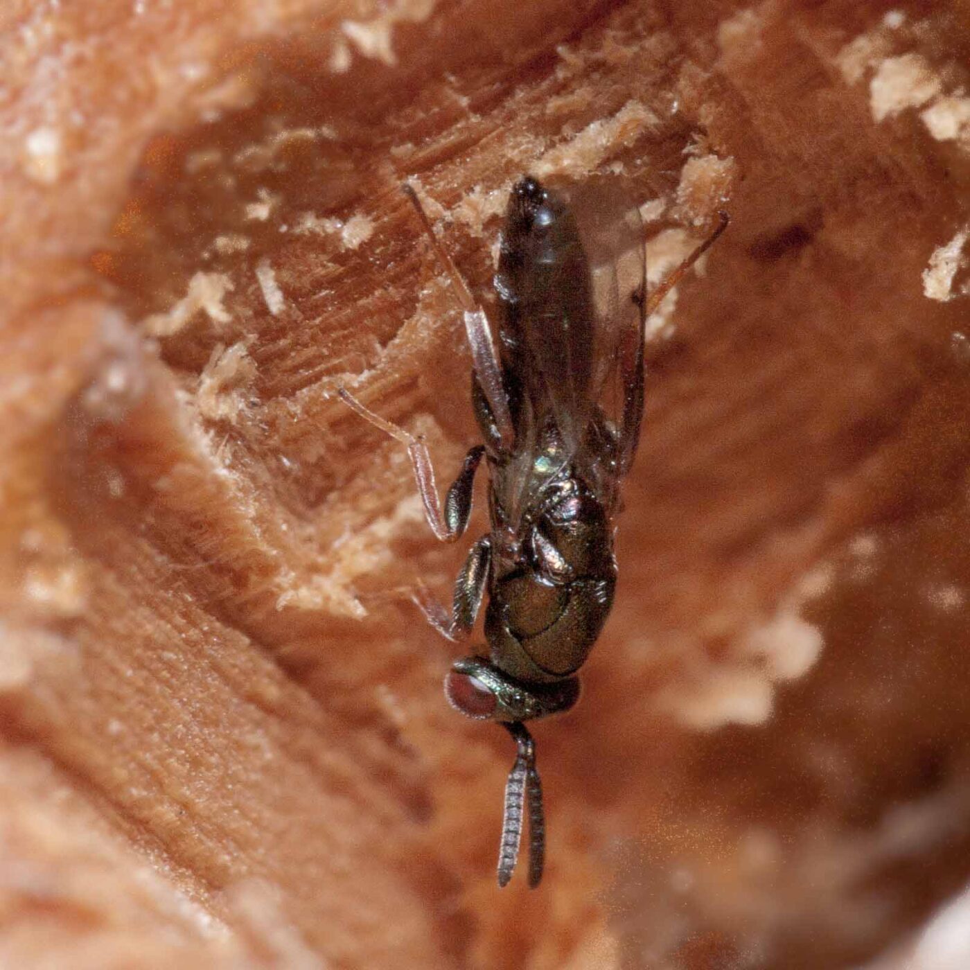 2020-06-13 - RE-Sidenzia auf'm BallKong