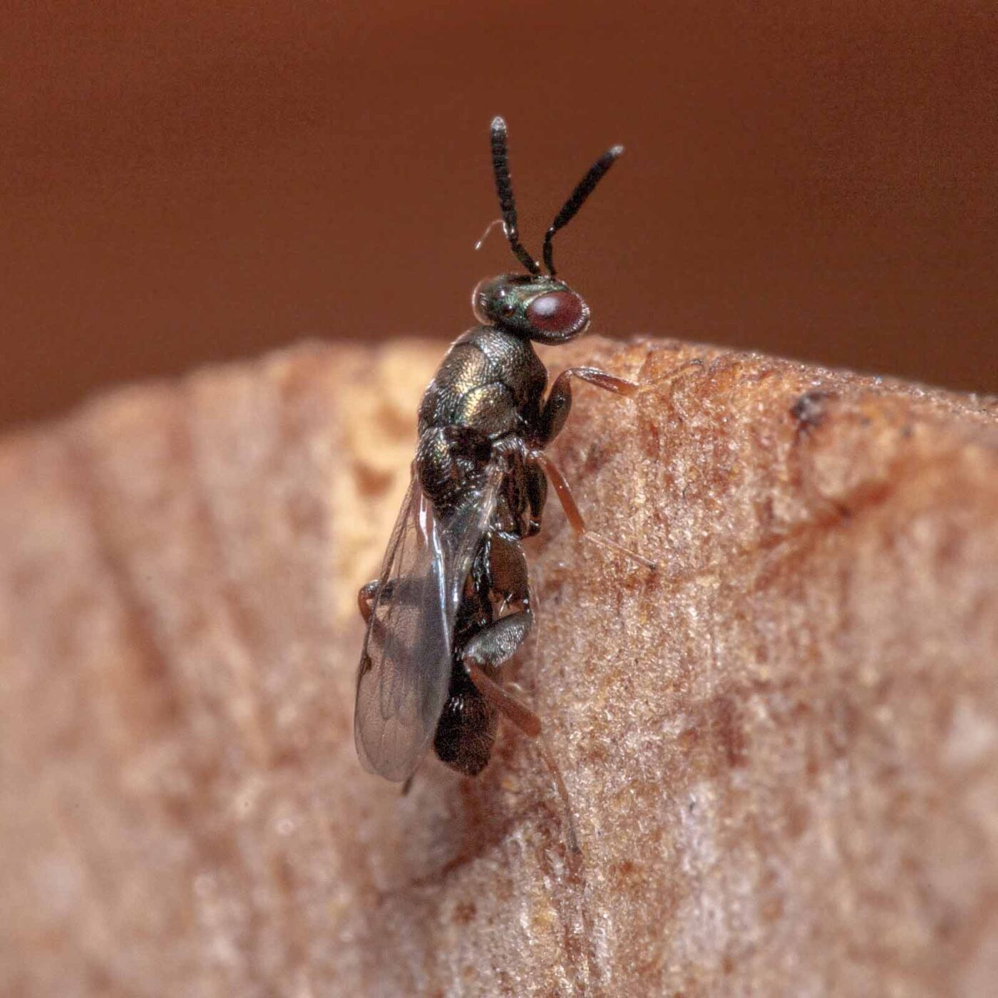 2020-06-13 - RE-Sidenzia auf'm BallKong