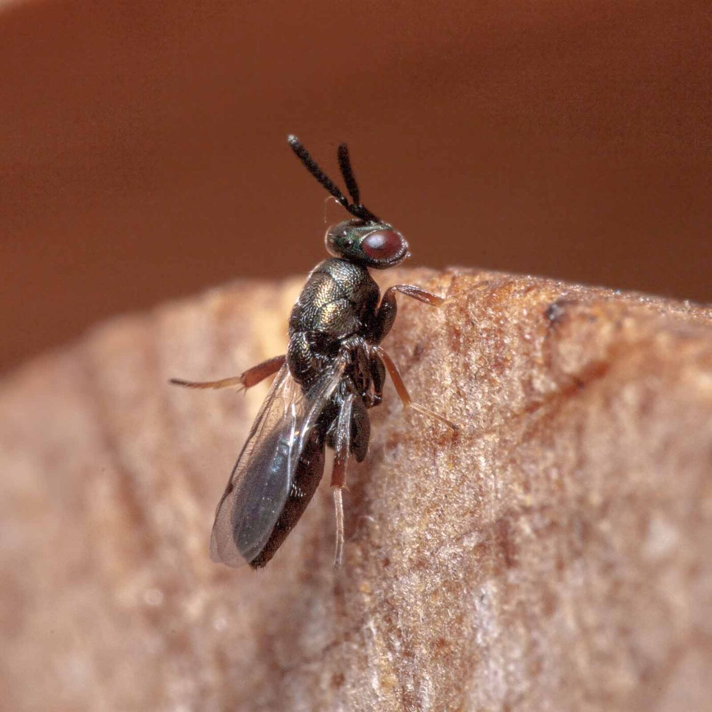 2020-06-13 - RE-Sidenzia auf'm BallKong