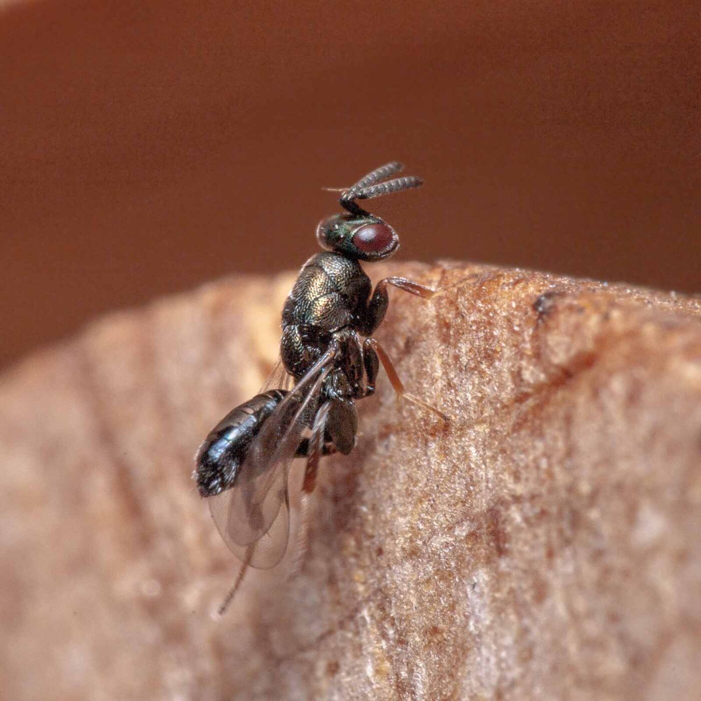 2020-06-13 - RE-Sidenzia auf'm BallKong