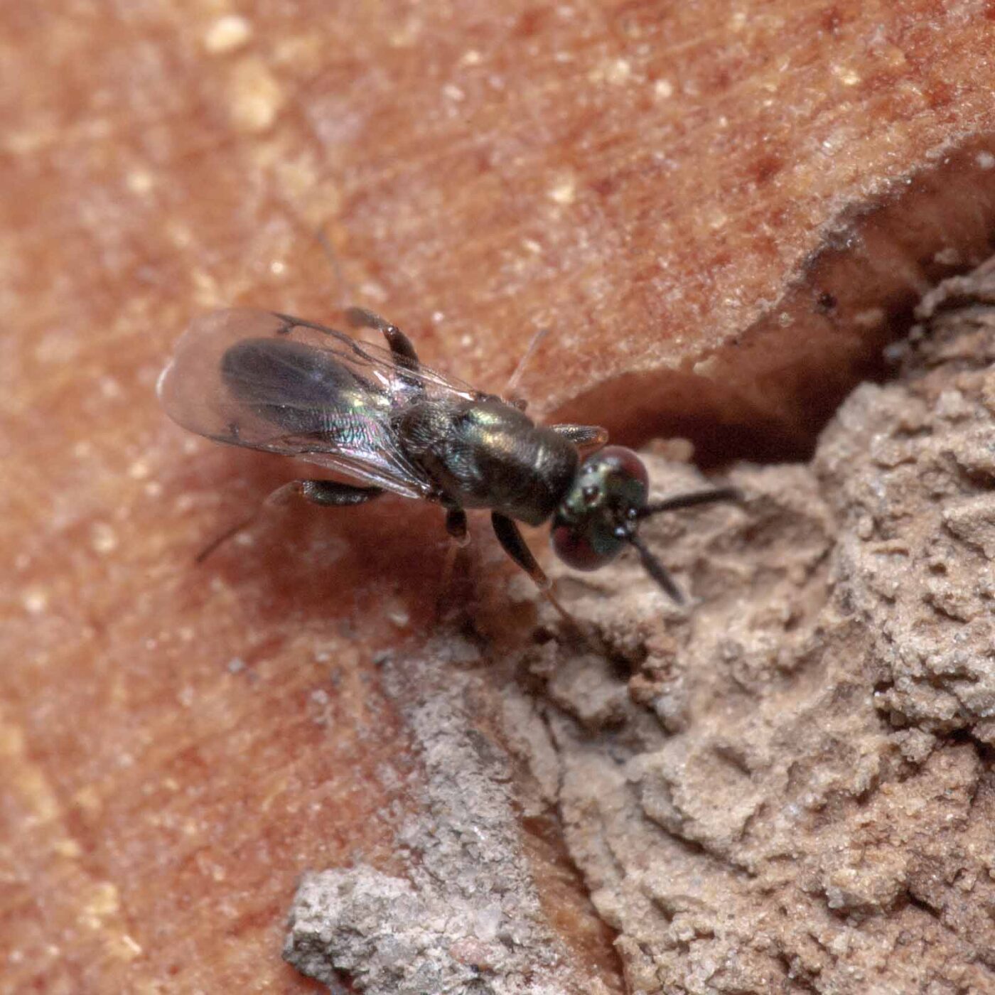 2020-06-13 - RE-Sidenzia auf'm BallKong