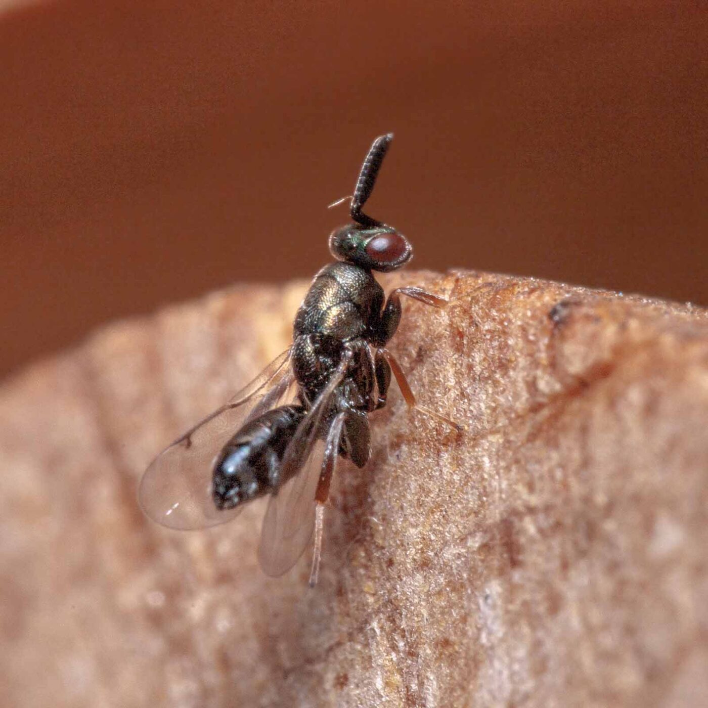 2020-06-13 - RE-Sidenzia auf'm BallKong