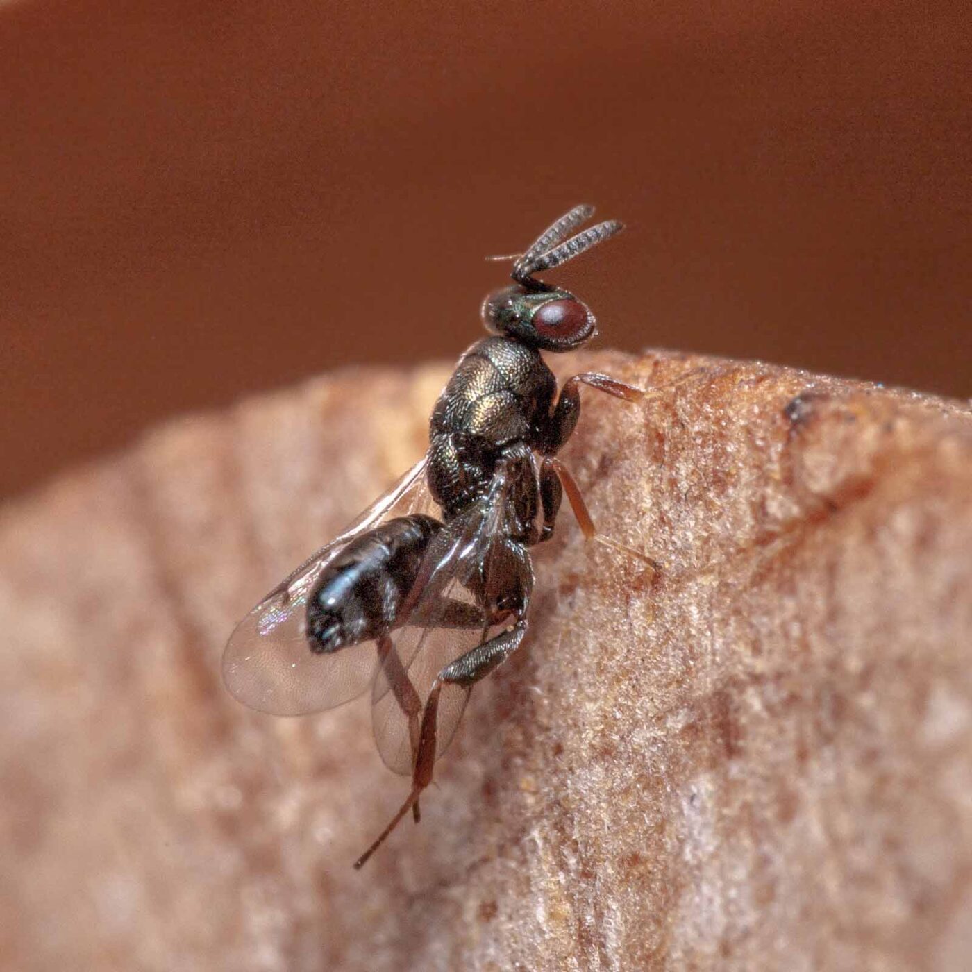 2020-06-13 - RE-Sidenzia auf'm BallKong