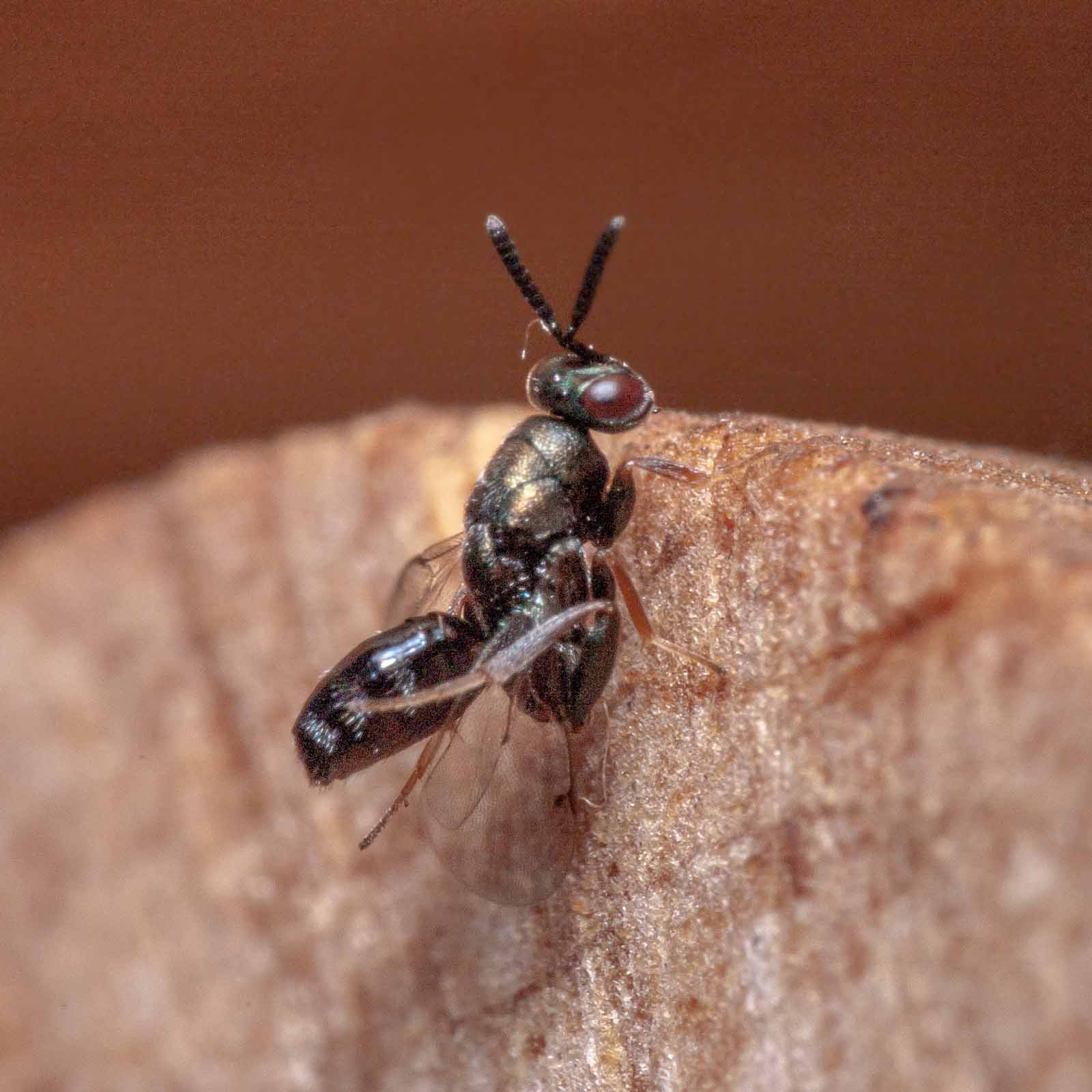 2020-06-13 – Residenzia – Balkon – Insektenhotel