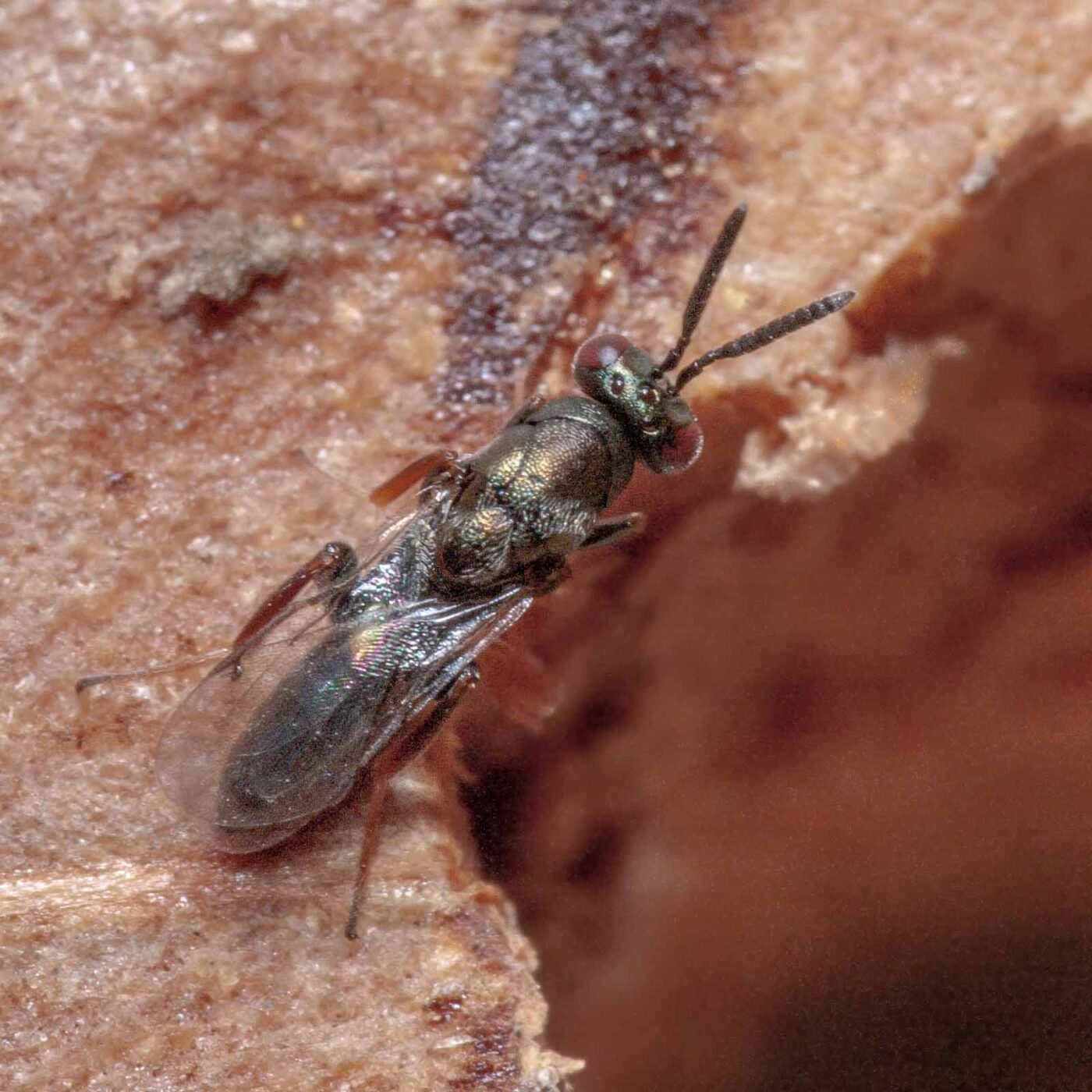 2020-06-13 - RE-Sidenzia auf'm BallKong