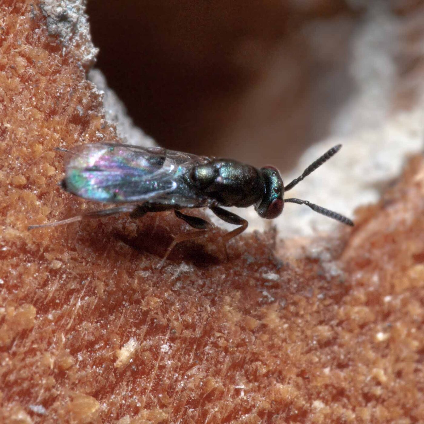 2020-06-13 - RE-Sidenzia auf'm BallKong