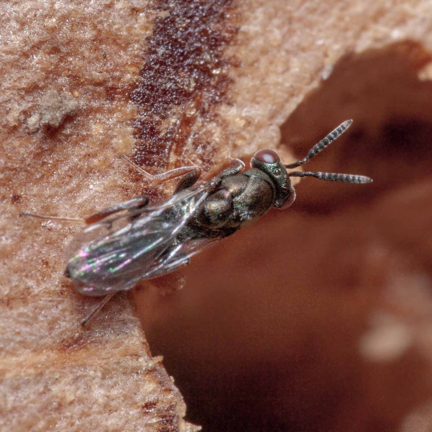 2020-06-13 - RE-Sidenzia auf'm BallKong