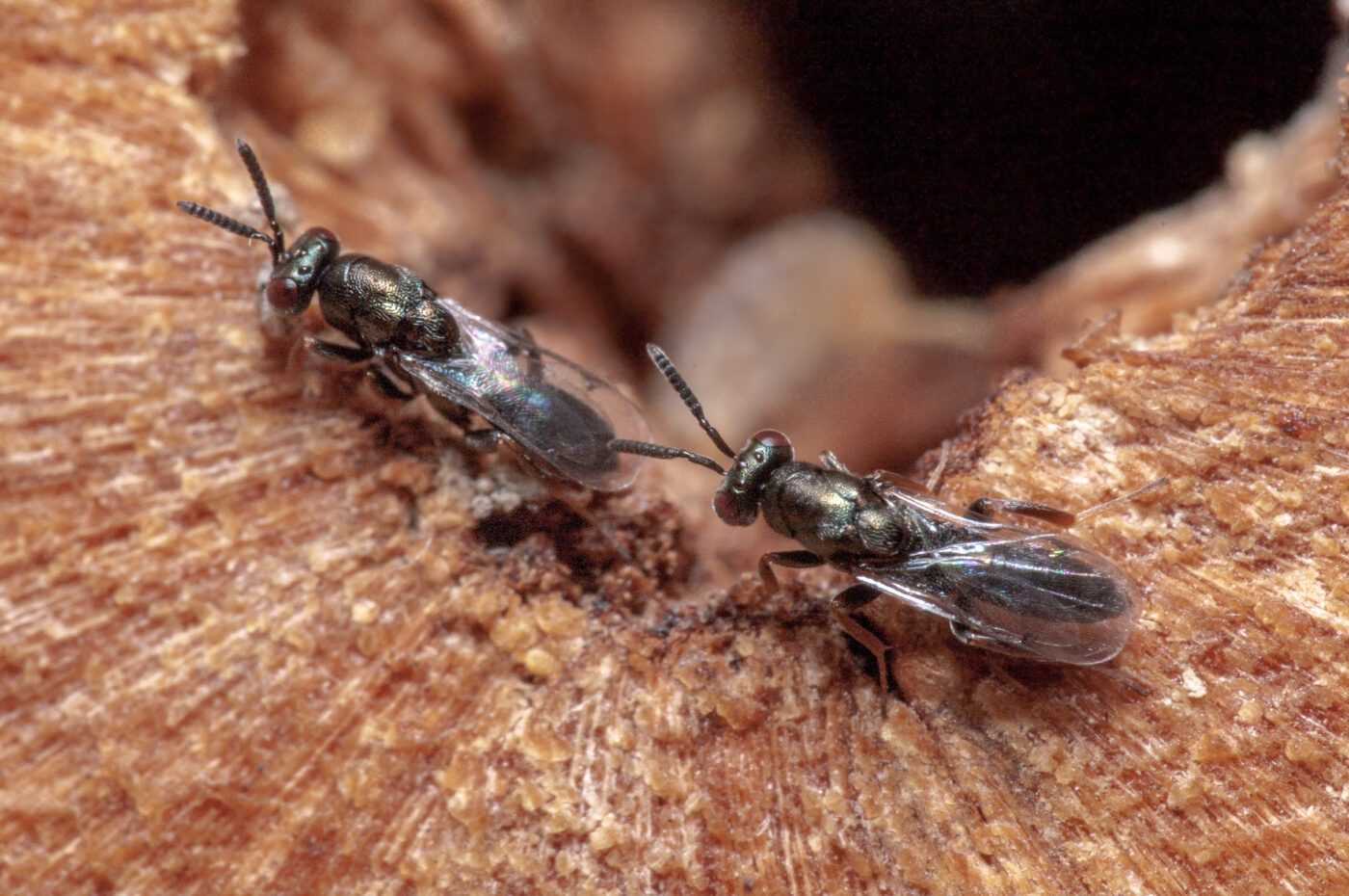 2020-06-13 - RE-Sidenzia auf'm BallKong