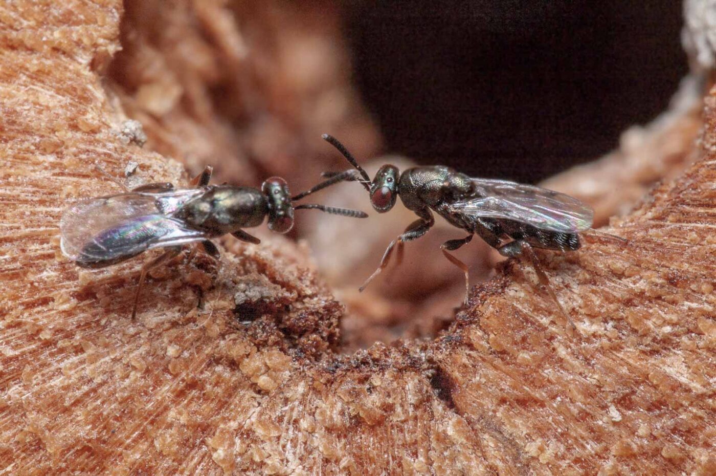 2020-06-13 - RE-Sidenzia auf'm BallKong