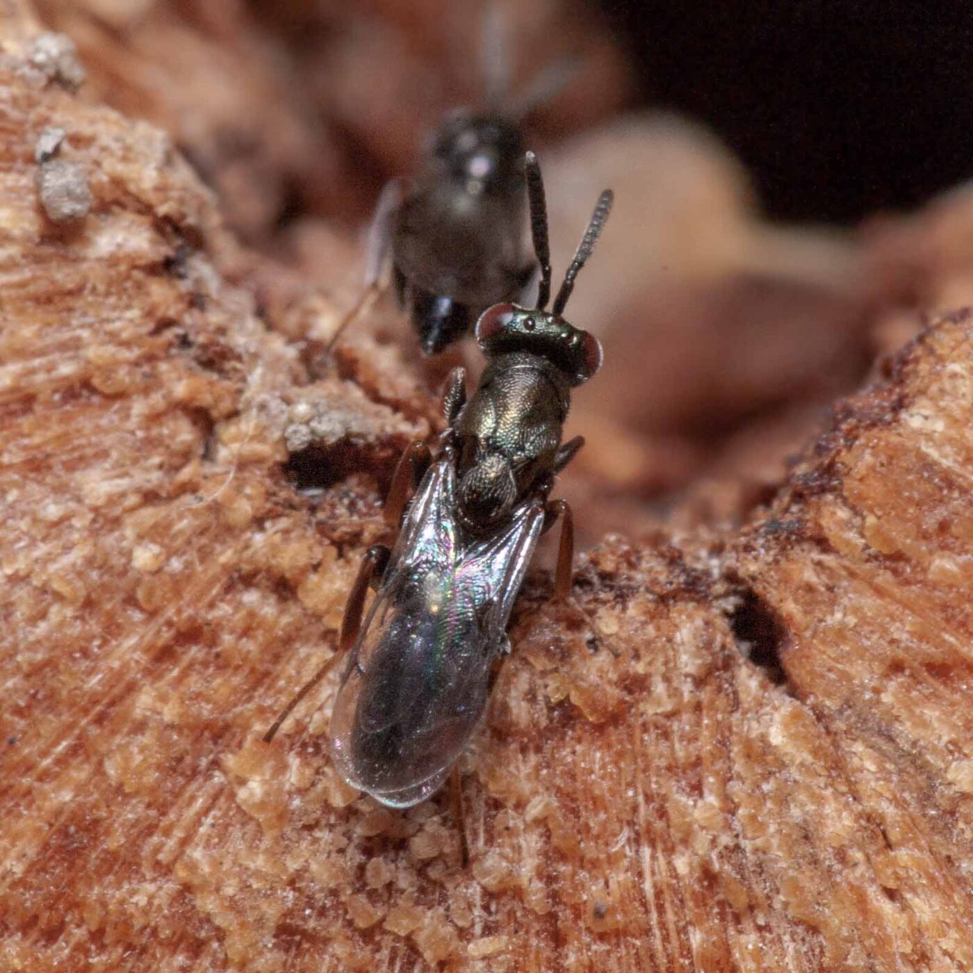 2020-06-13 - RE-Sidenzia auf'm BallKong