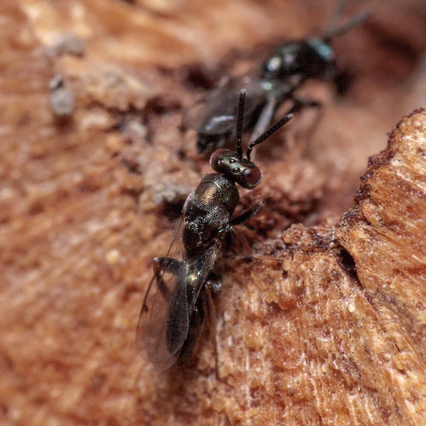 2020-06-13 - RE-Sidenzia auf'm BallKong