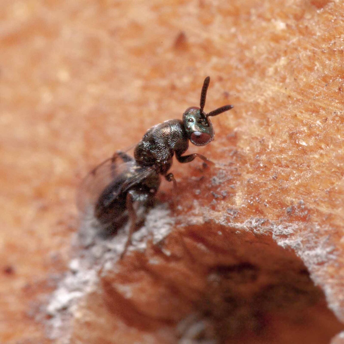 2020-06-13 - RE-Sidenzia auf'm BallKong