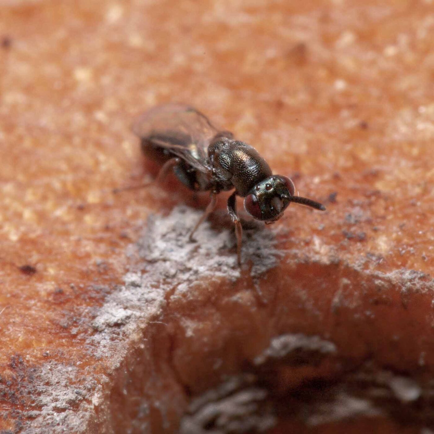 2020-06-13 - RE-Sidenzia auf'm BallKong