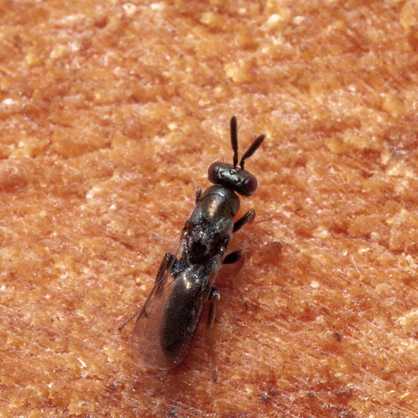 2020-06-13 - RE-Sidenzia auf'm BallKong