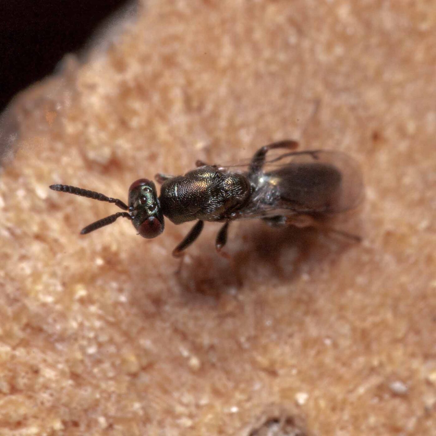 2020-06-13 - RE-Sidenzia auf'm BallKong