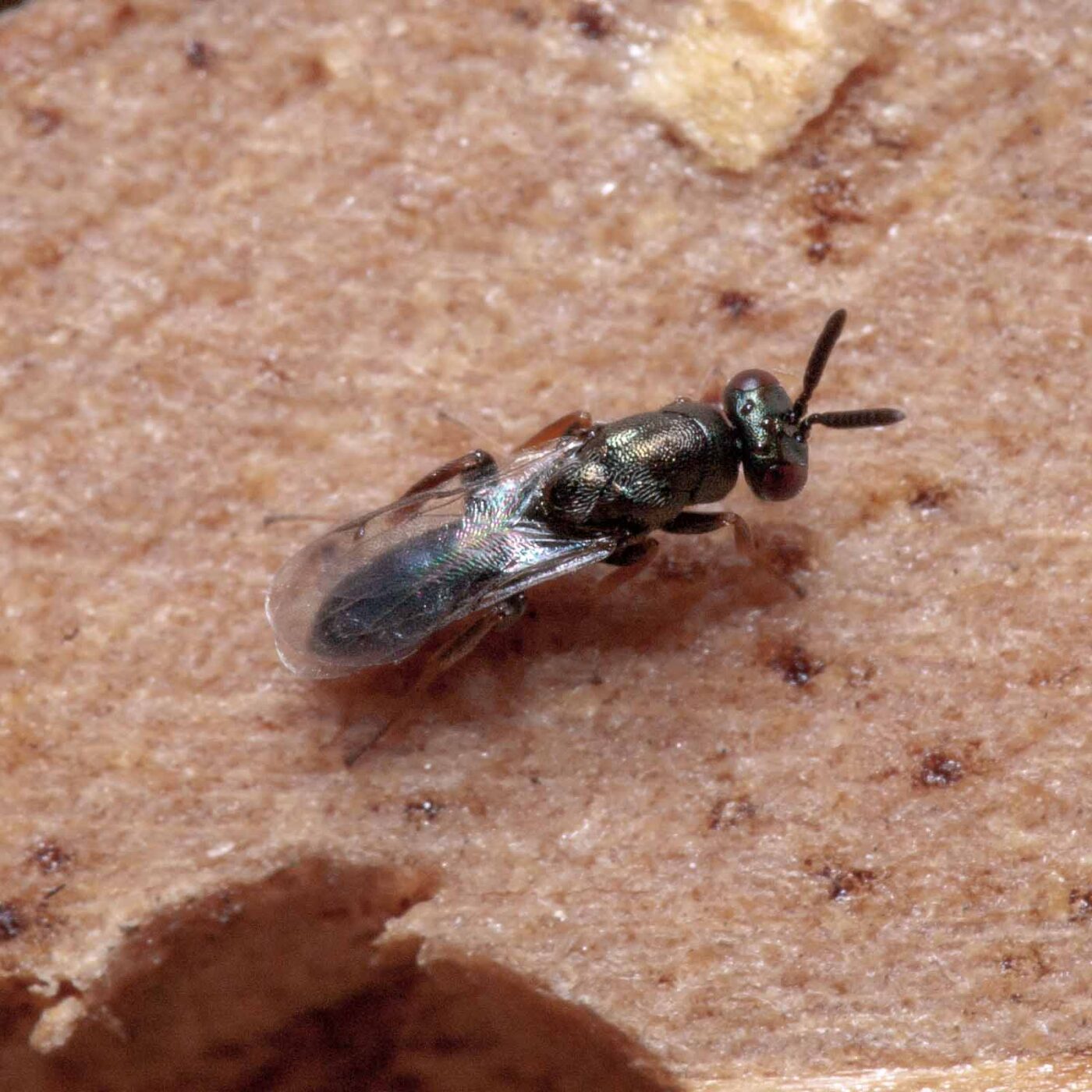 2020-06-13 - RE-Sidenzia auf'm BallKong