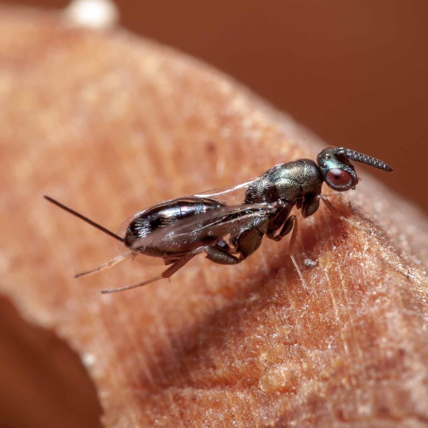 2020-06-14 - RE-Sidenzia auf'm BallKong