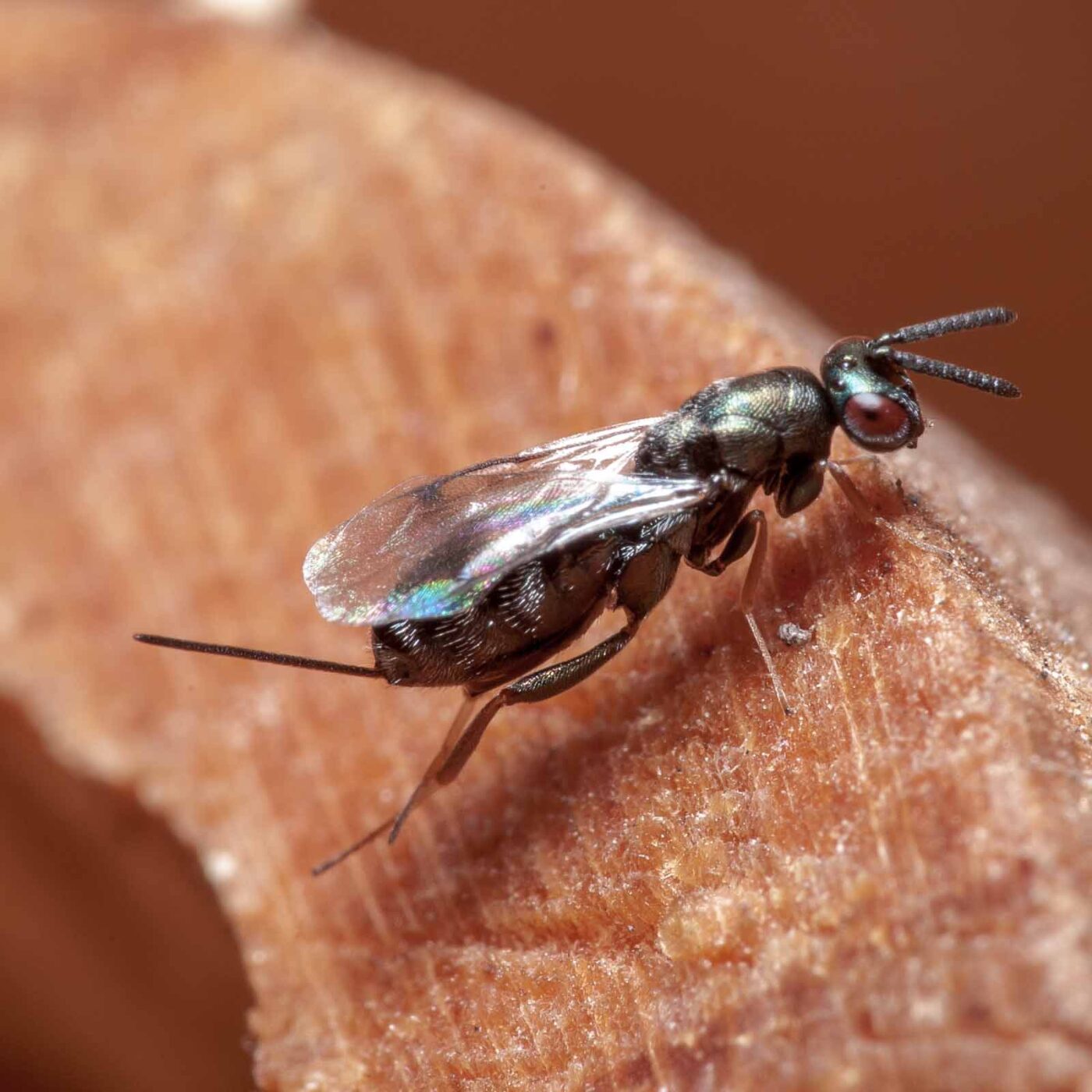 2020-06-14 - RE-Sidenzia auf'm BallKong