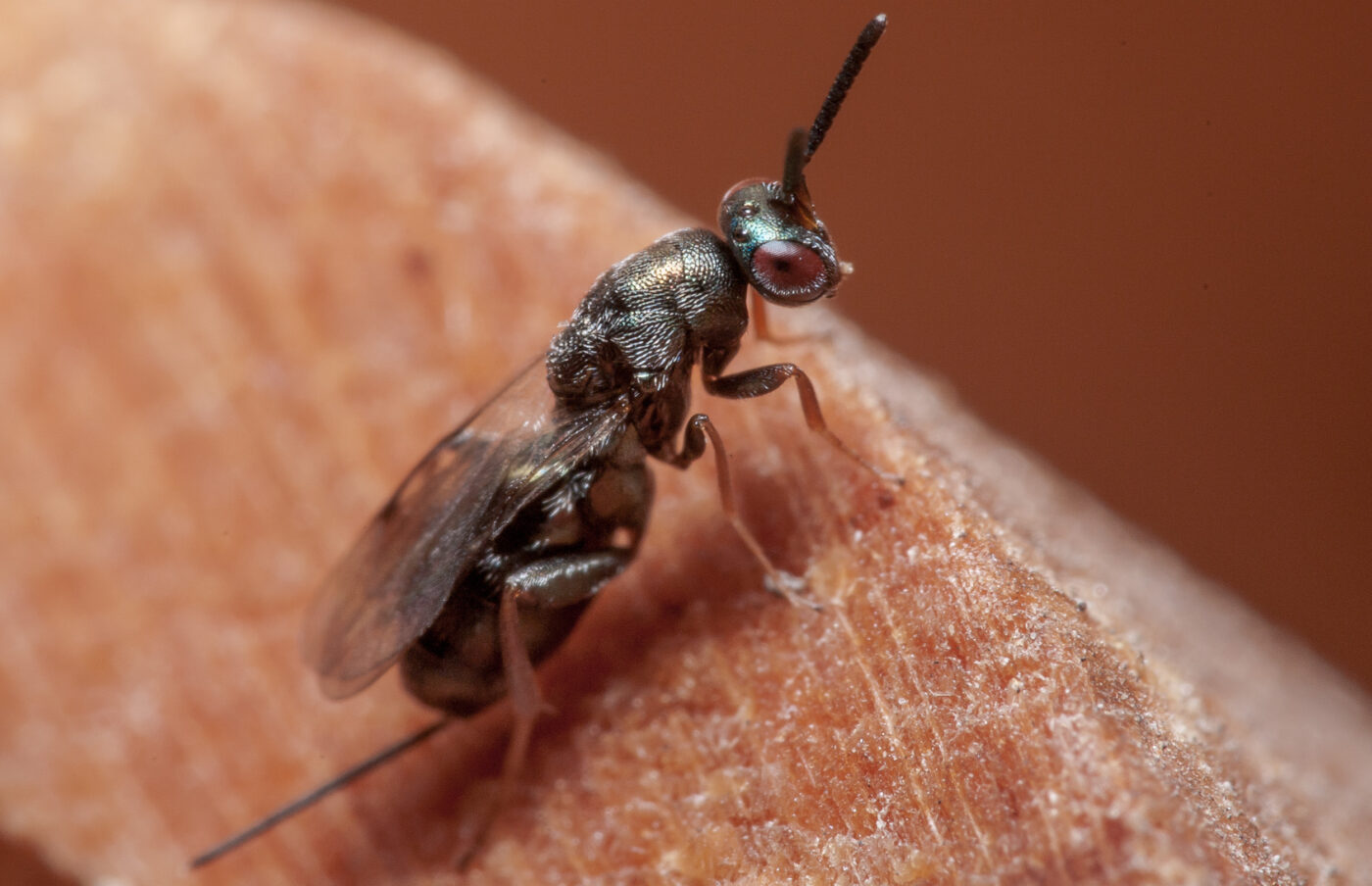 2020-06-14 - RE-Sidenzia auf'm BallKong