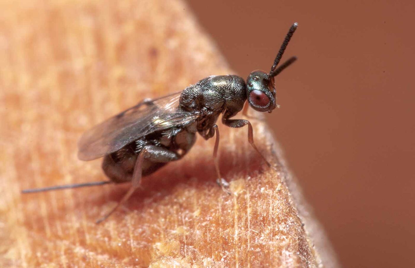 2020-06-14 - RE-Sidenzia auf'm BallKong