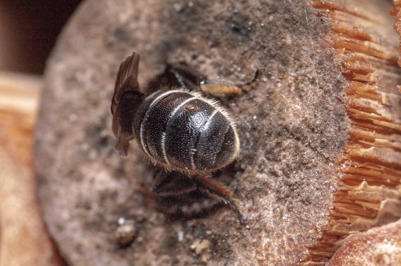 2020-06-14 - RE-Sidenzia auf'm BallKong