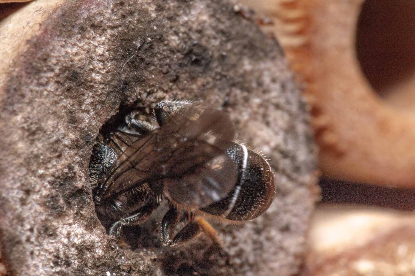 2020-06-14 - RE-Sidenzia auf'm BallKong