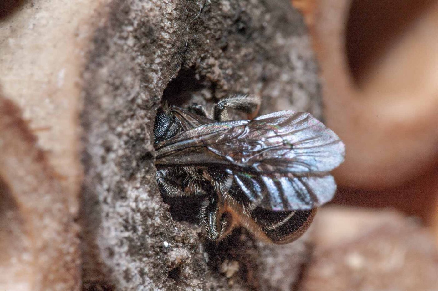 2020-06-14 - RE-Sidenzia auf'm BallKong