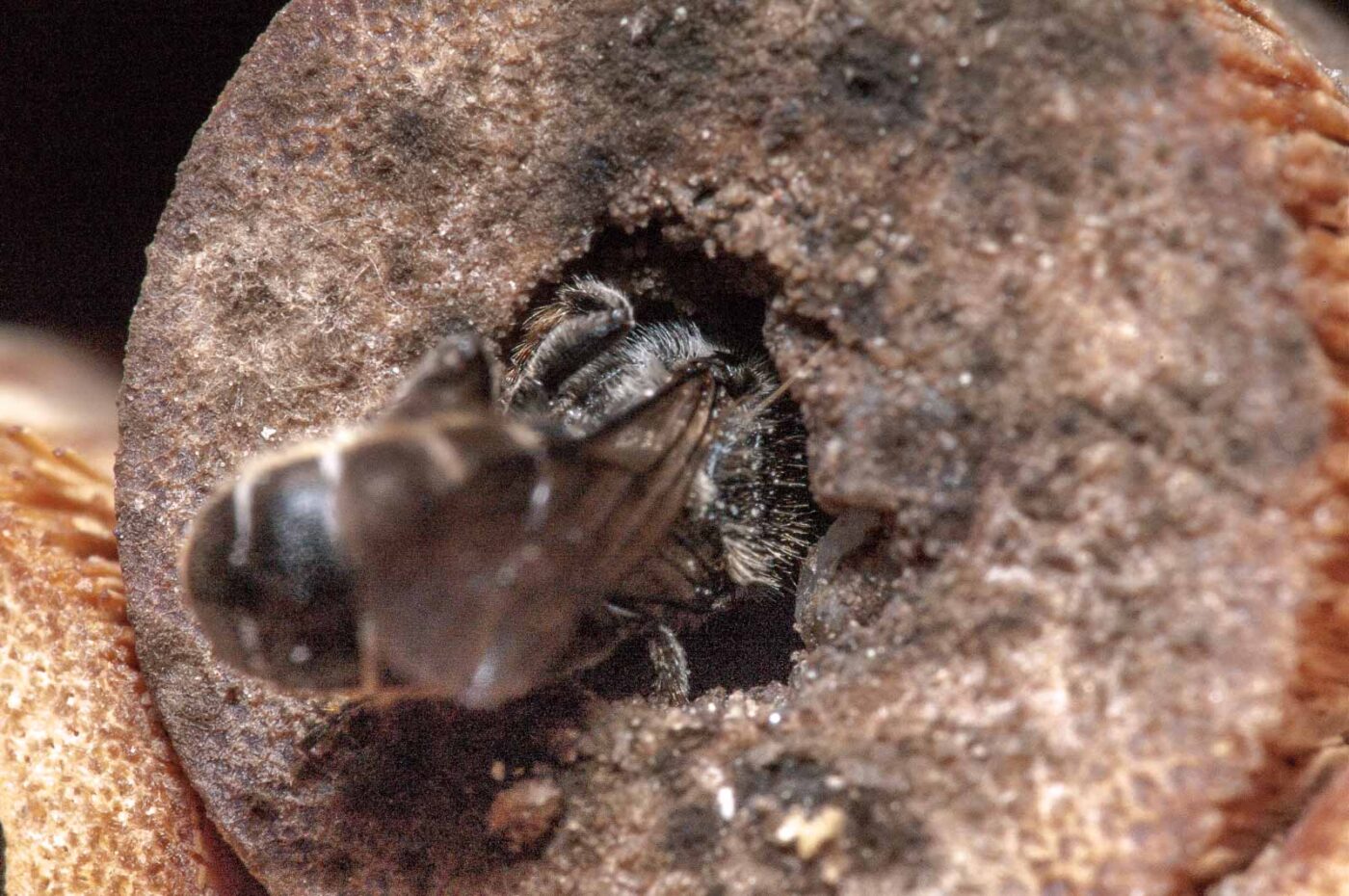 2020-06-14 - RE-Sidenzia auf'm BallKong